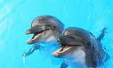 Анапский дельфинарий